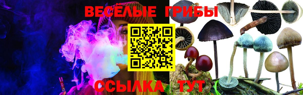 Галлюциногенные грибы Psilocybe Свободный